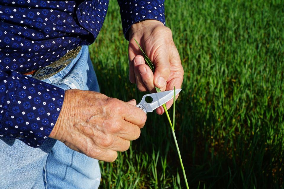 Keith Kisling uses a pocket knife to slice apart a short, thin wheat stalk on April 18 on his farm near Burlington in northwest Oklahoma.
