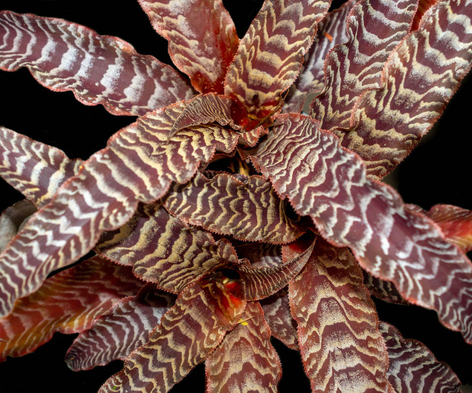 cryptanthus zonatus houseplants