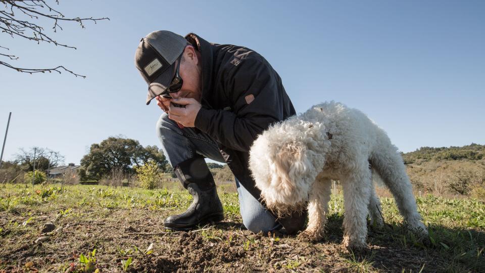 Brian Malone, 39, orchard manager at Jackson Family vineyards, sniffs the earth as he searches for truffles with his dog Lia on the Jackson Family Wines truffle orchard in Santa Rosa, California.