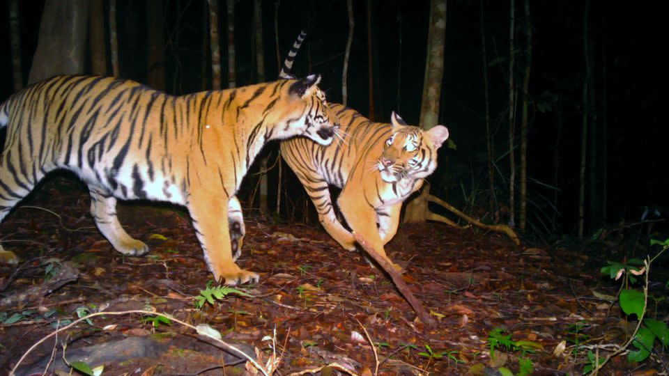 Malaysische Tiger sind vom Aussterben bedroht, weniger als 150 Exemplare leben noch in freier Wildbahn.  - Panthera Malaysia/DWNP