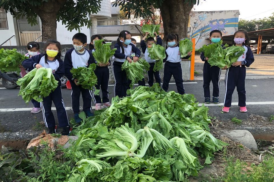 採芥菜