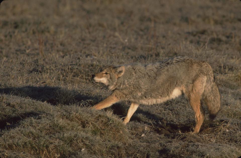 Coyote stretching