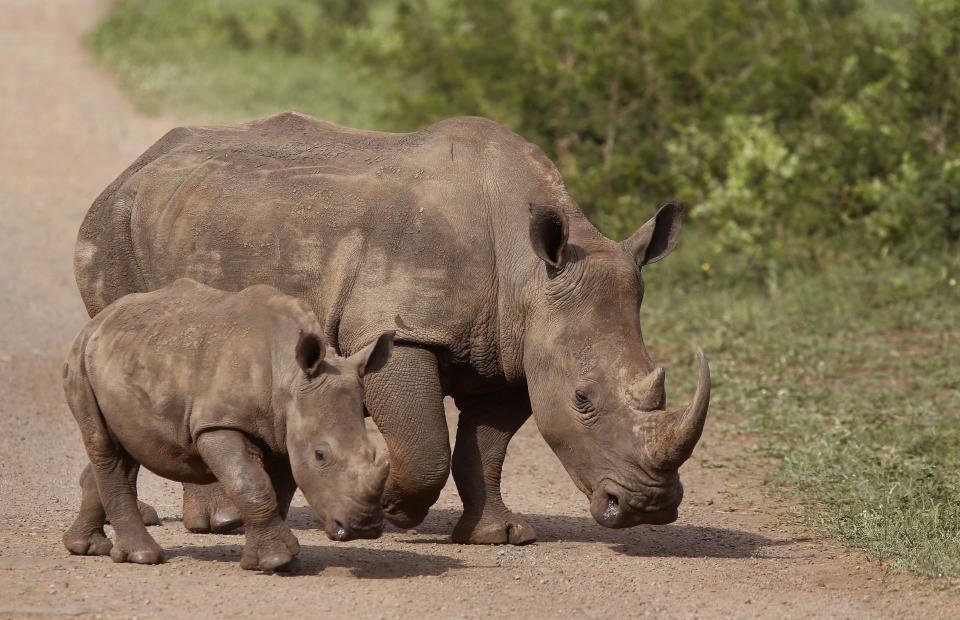 FILE - In this Sunday, Dec. 20, 2015 file photo, rhinos walk in the Hluhluwe Game Reserve in South Africa. South Africa’s anti-COVID-19 lockdown is credited with helping to achieve a dramatic drop in rhino killings, but as the country opens up experts warn there is a risk of a resurgence of poaching of one of Earth’s most endangered mammals. Redoubled efforts are critical to prevent a resurgence of killings of the country’s rhinoceros, South African officials and wildlife activists say, as World Rhino Day is marked Tuesday, Sept. 22, 2020. (AP Photo/Schalk van Zuydam, File)