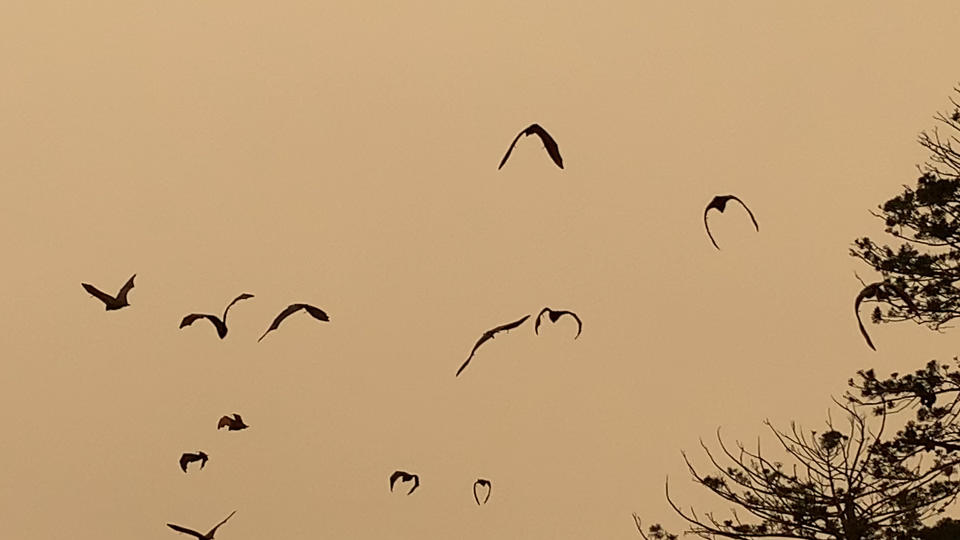 Silhouette of bats flying in the smokey sky