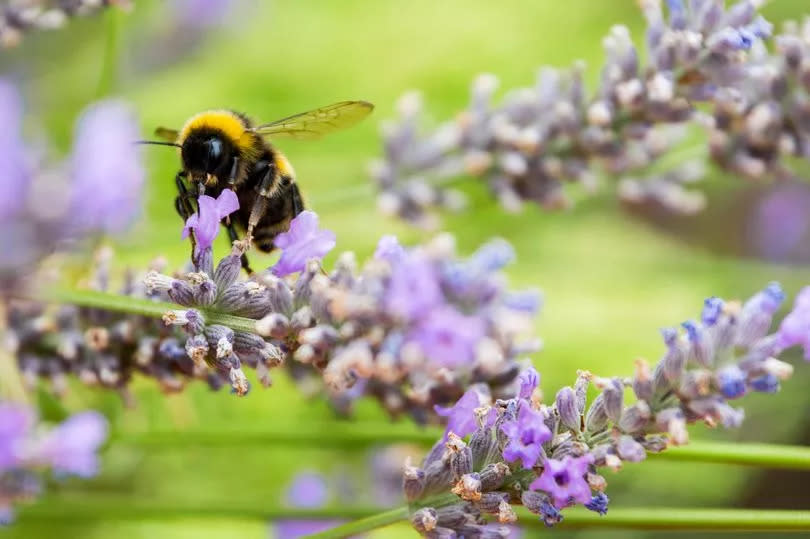 Bees need us more than ever