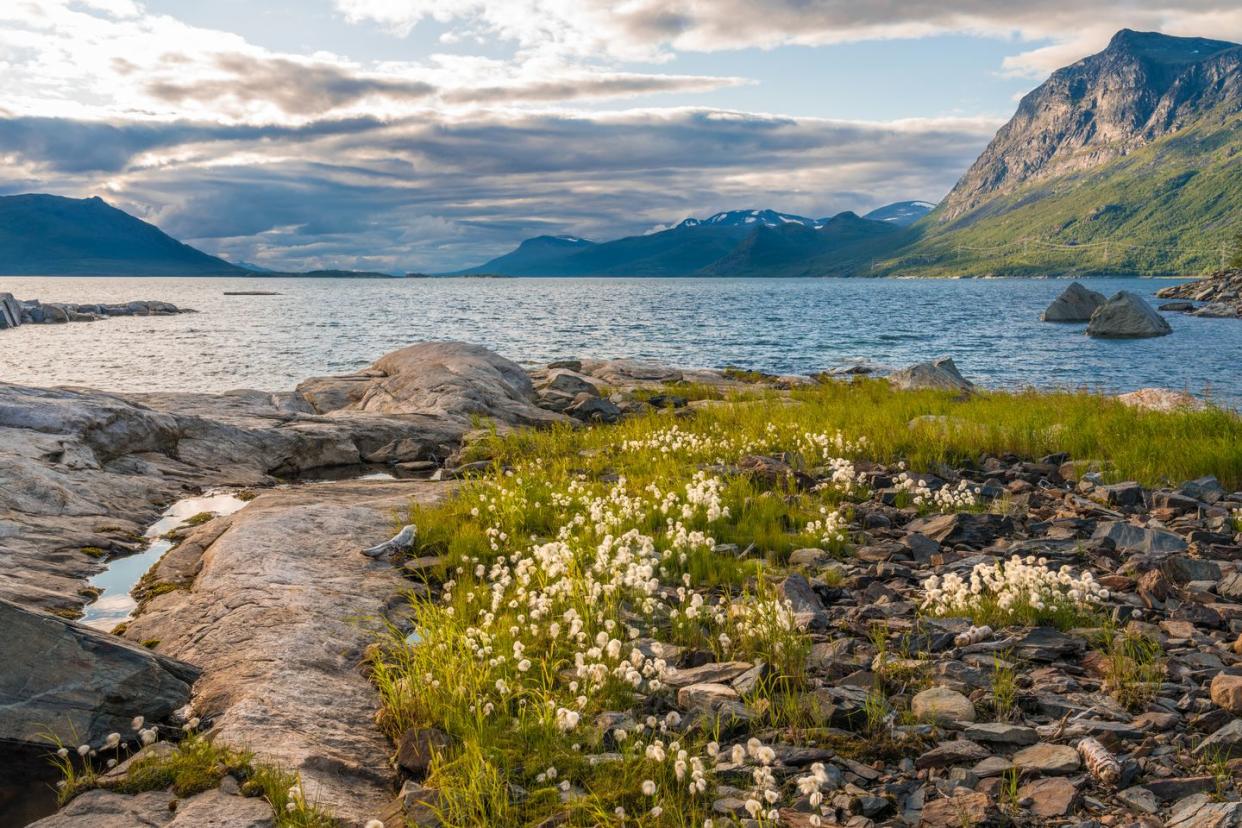 landscape with mountains and cotton grass