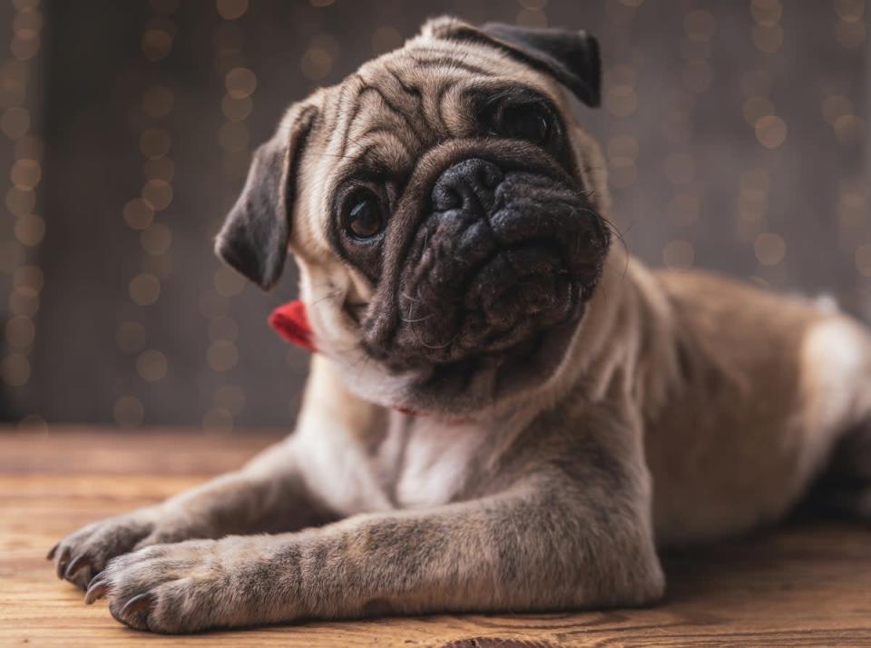 A pug (Getty Images/iStockphoto)