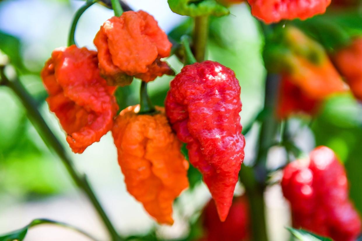 Dragon's Breath chile peppers