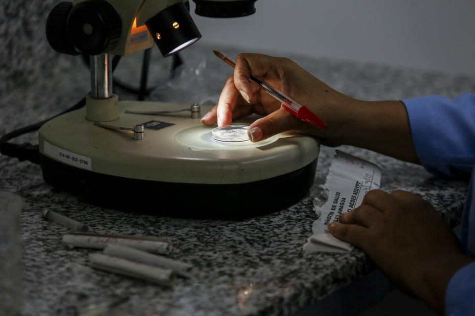 In this photo taken on Sept. 5, 2019, a biologist looks at an infected female mosquito in a microscope at the Ministry of Health in Managua, Nicaragua. As a region, Central America and Mexico have already recorded nearly double the number of dengue cases as in all the previous year. Guatemala, Mexico and Nicaragua have seen double-digit death tolls. (AP Photo/Alfredo Zuniga)
