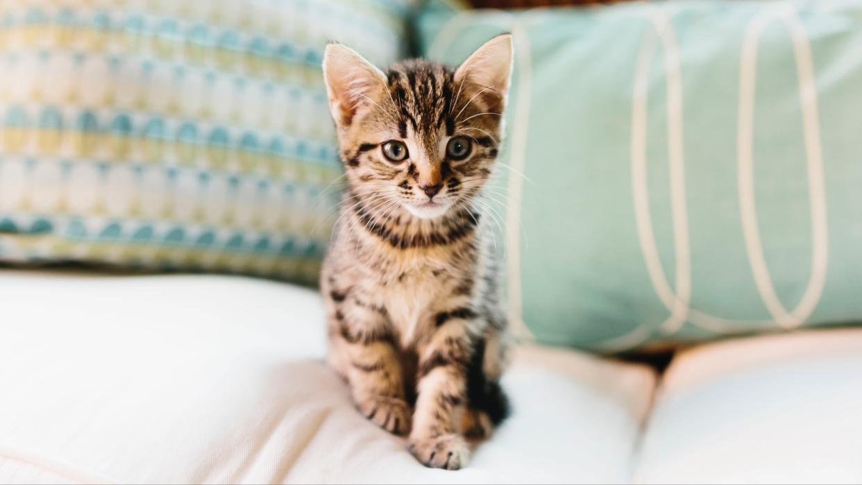  Kitten on sofa. 