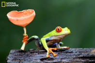 Wild red-eyed tree frog in Sarapiqui, Costa Rica. (Photo and caption Courtesy Megan Lorenz / National Geographic Your Shot) <br> <br> <a href="http://ngm.nationalgeographic.com/your-shot/weekly-wrapper" rel="nofollow noopener" target="_blank" data-ylk="slk:Click here;elm:context_link;itc:0;sec:content-canvas" class="link ">Click here</a> for more photos from National Geographic Your Shot.