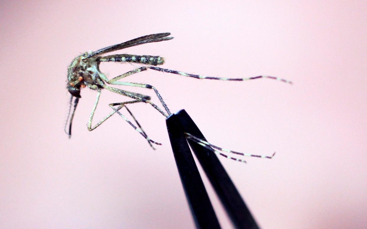 A Cattail mosquito is held up for inspection