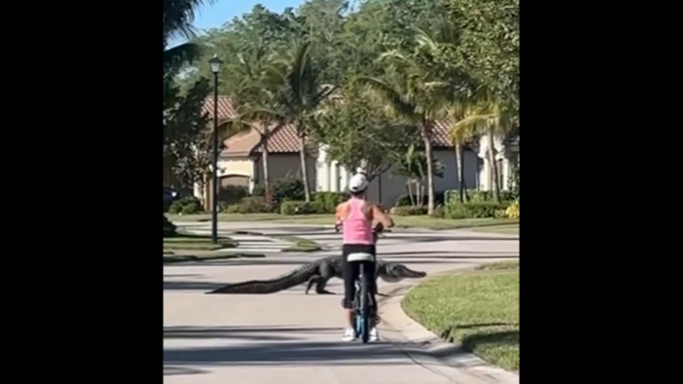 Video recorded at Bonita National Golf & Country Club in Bonita Springs, Florida, shows a large alligator took to the road in search of a lake.