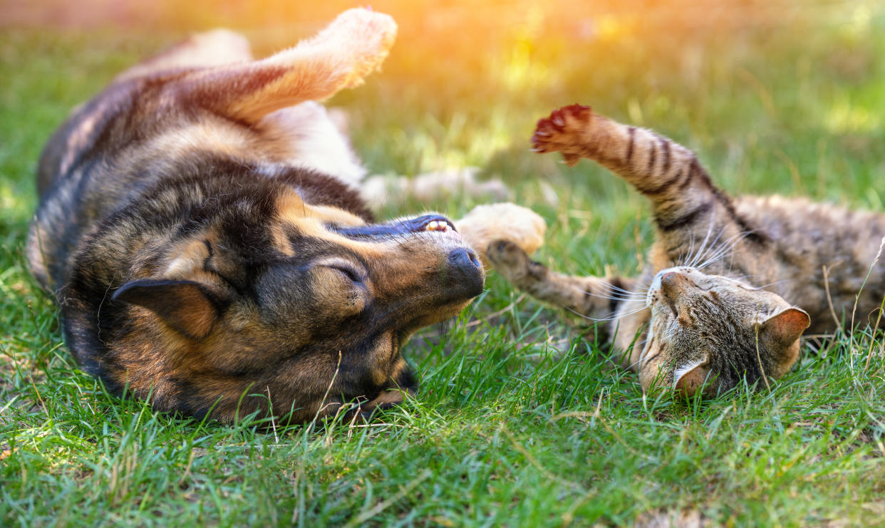 Dog and cat best friends playing together outdoors. Lying on the back together