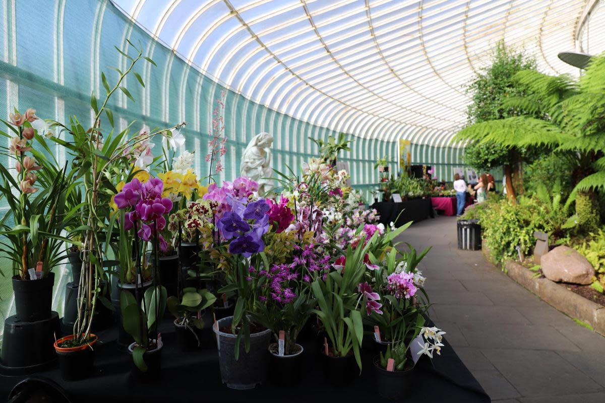 Orchid Fair returns to Botanic Gardens for 25th year <i>(Image: Scottish Orchid Society)</i>