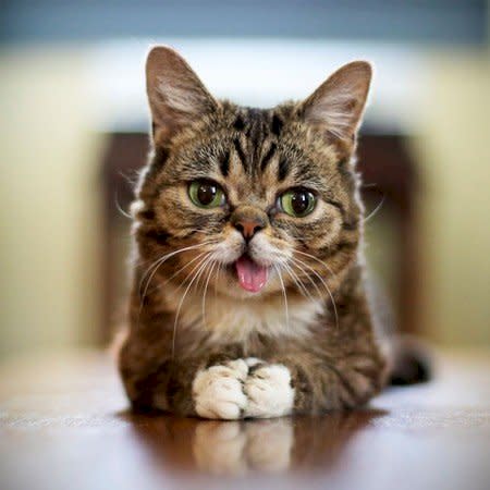 粉紅舌頭總是外露的吐舌貓Lil Bub本週去世。(IG)