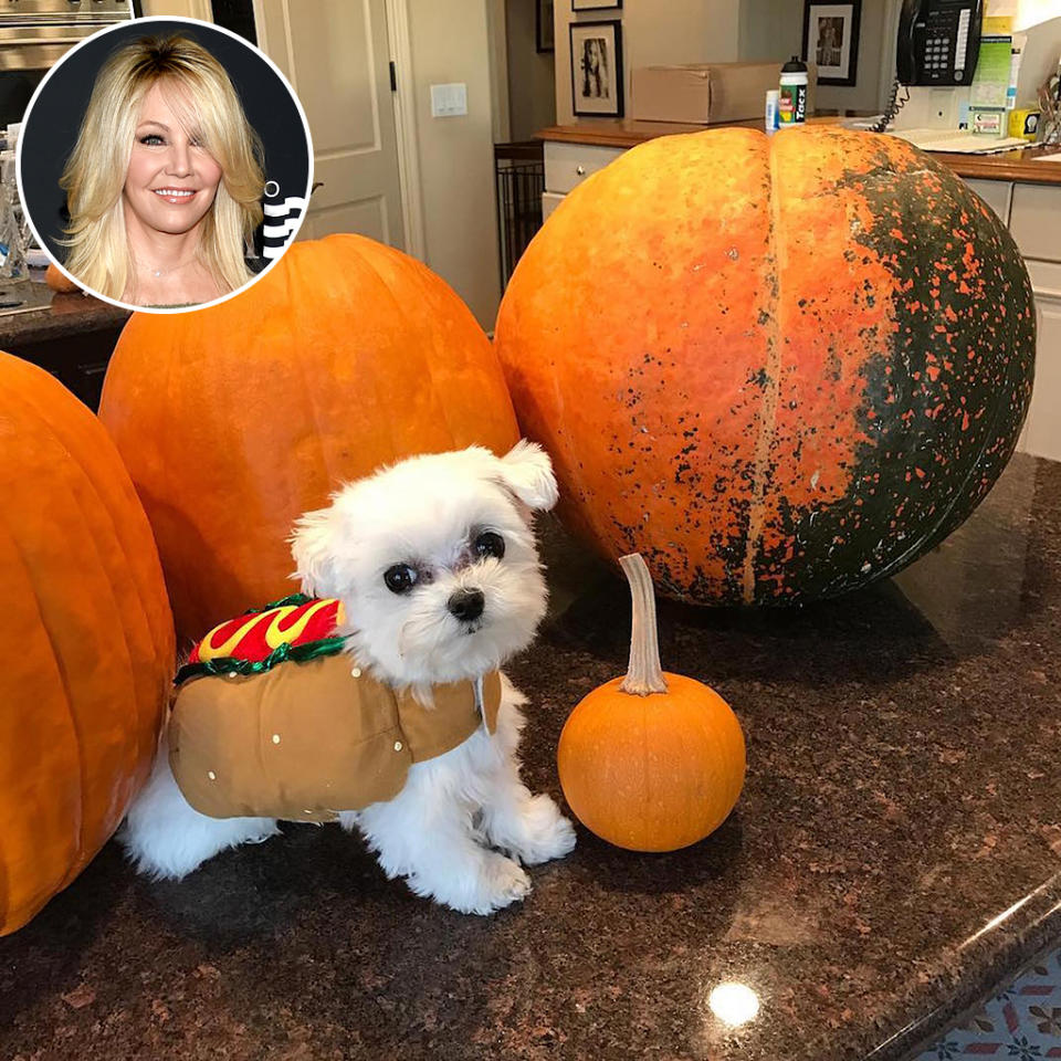 <p>The cutest little pumpkin in this photo is the former <i>Melrose Place</i> star’s tiny pup: “Happy Halloween from this hot dog of mine! #happyhalloween.” (Photo: <a rel="nofollow noopener" href="https://www.instagram.com/p/BL91JTJBSZs/?hl=en" target="_blank" data-ylk="slk:Instagram;elm:context_link;itc:0;sec:content-canvas" class="link ">Instagram</a>/Getty Images) </p>