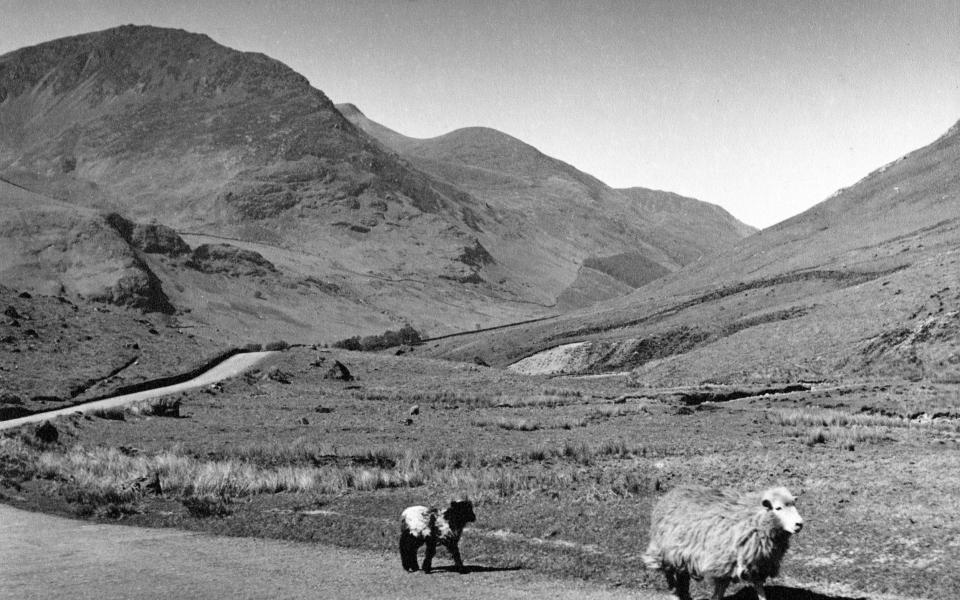 Sheep in Honister - Mirrorpix/Getty