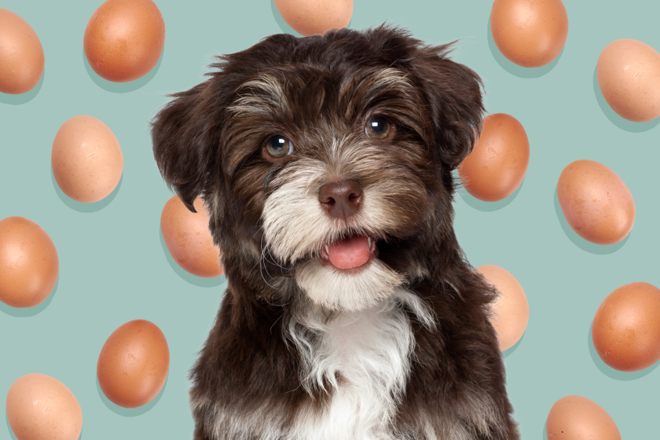 dog with background of eggs; can dogs eat eggs?