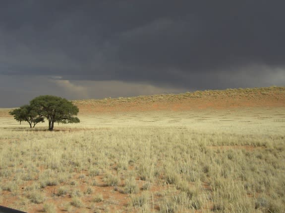 Fairy circles close to Jagkop on the NamibRand Nature reserve. These bizarre pockmarks have defied explanation, with a new theory suggesting they are the result of the subsurface competition for resources among plants.