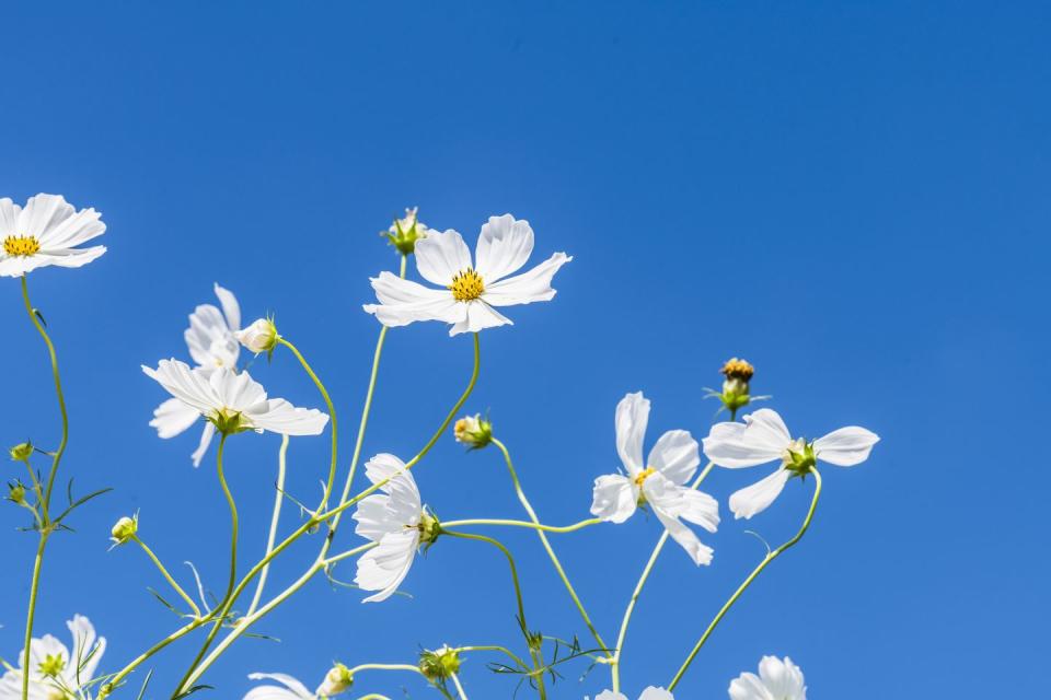 best white flowers cosmos