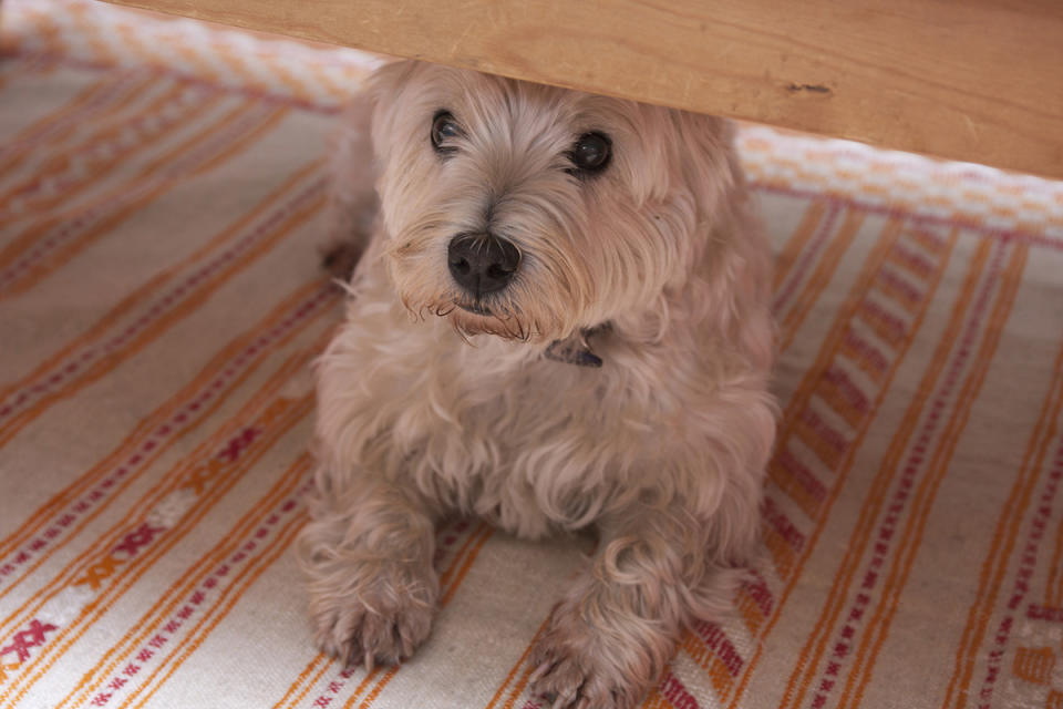 A dog hides under a bed out of fear of fireworks. 