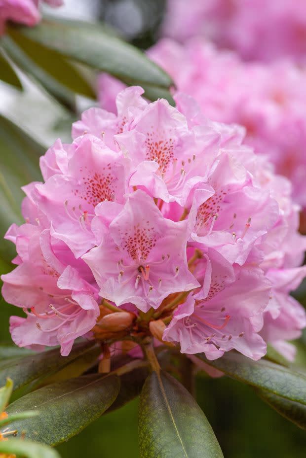 Great rhododendron, the West Virginia state flower<p><a href="https://unsplash.com/photos/YuikCYna7nU" rel="nofollow noopener" target="_blank" data-ylk="slk:Yoksel Zok via UnSplash;elm:context_link;itc:0;sec:content-canvas" class="link ">Yoksel Zok via UnSplash</a></p>