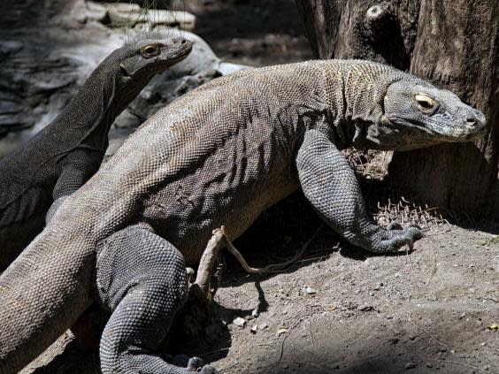 Komodo dragons are the world’s largest living lizards (AFP/Getty)