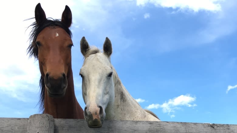 Musical Ride horses help build character and confidence for troubled youth