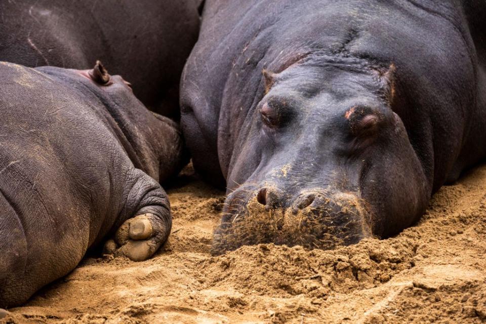 Hippos asleep