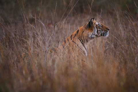 A tiger in Bandhavgarh National Park C - Credit: art wolfe