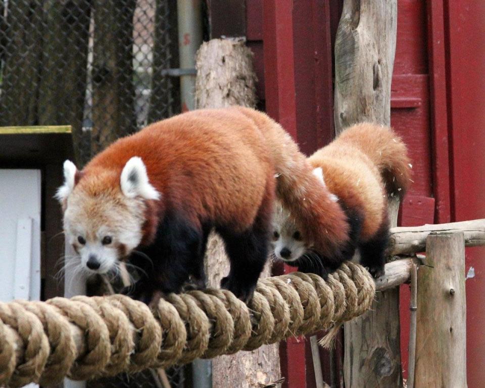 Stella Luna, Red panda; Platform: Early childhood education.