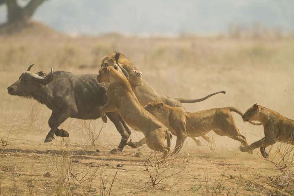 Sabertooths might have lived and hunted together in groups like modern lions – but all other modern cats live more solitary lifestyles. <a href="https://www.gettyimages.com/detail/photo/the-chase-royalty-free-image/534361693" rel="nofollow noopener" target="_blank" data-ylk="slk:jez_bennett/iStock via Getty Images Plus;elm:context_link;itc:0;sec:content-canvas" class="link ">jez_bennett/iStock via Getty Images Plus</a>