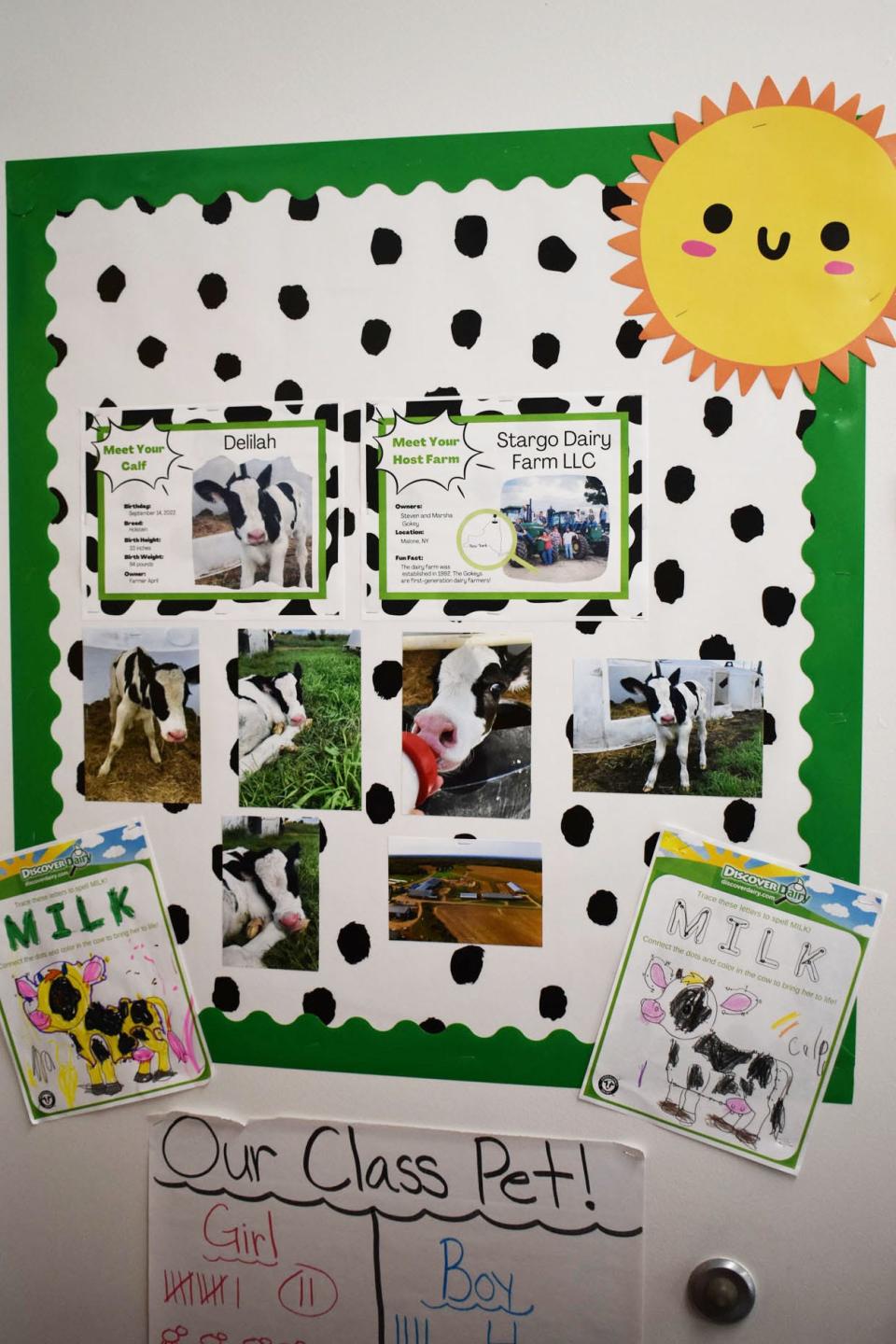 A display featuring Delilah, a cow from Stargo Dairy Farm in Malone, N.Y., that Herkimer Central School District kindergarten teacher Amanda Johnson’s class adopted.