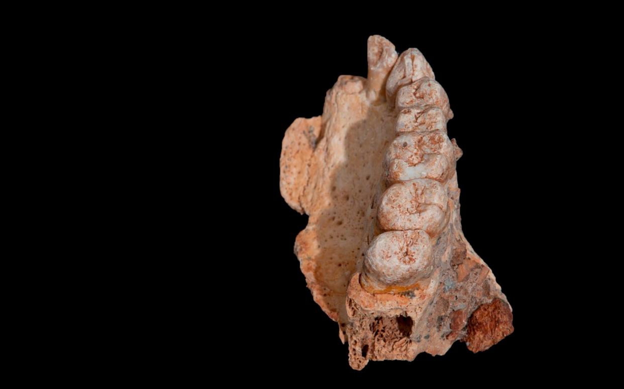 Facial fragments, including a jawbone and several teeth, were found at a site called Misliya Cave in Israel - AFP