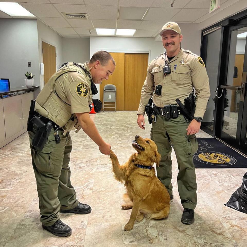 After deputies from the San Luis Obispo County Sheriff’s Office rescued Blossom, the golden retriever was returned to her family.