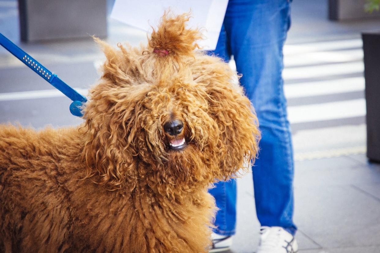 shaggy dog with curly hair; 80s themed dog names