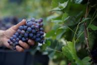 Workers collect grapes in a Taittinger wineyard during the traditional Champagne wine harvest in Pierry