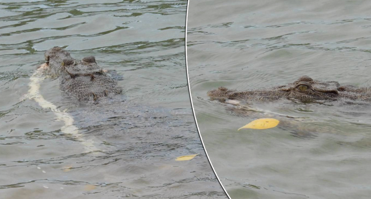 Crocodile caught feasting on snake in ‘highly unusual’ photo captured off Aussie island