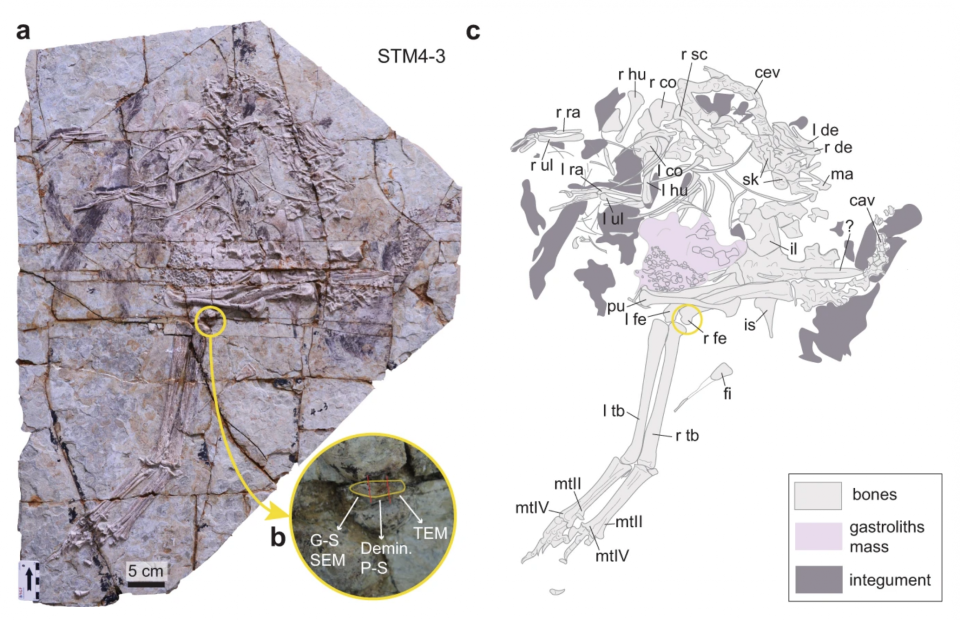 A slab of rock containing the fossilized outline of a peacock-like dinosaur from China.