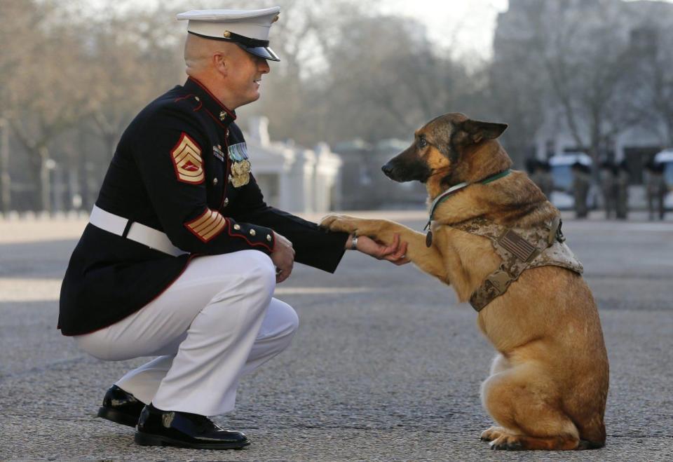 Gunnery sergeant Christopher Willingham, of Tuscaloosa, Alabama, USA, poses with retired U.S. Marine dog Lucca, after receiving the PDSA Dickin Medal, awarded for animal bravery, equivalent of the Victoria Cross, at Wellington Barracks in London, Tuesday, April 5, 2016. (AP Photo/Frank Augstein)