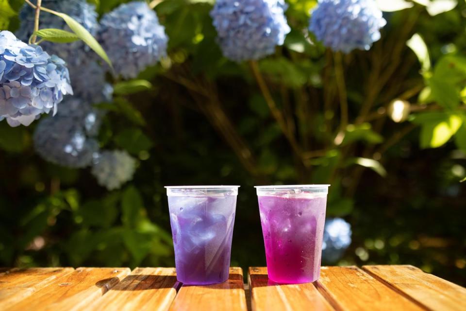 點上一杯「紫陽花茶」，非常有夏季的氣氛。（400日圓／杯，約NT$102）（日本觀光局JNTO提供）