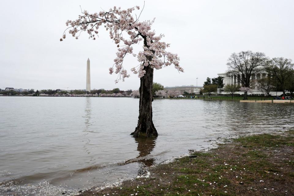 PHOTO: In this March 25, 2023, file photo, the cherry tree nicknamed 'Stumpy' stands in high tide water amid cherry blossoms in peak bloom in Washington, D.C.  (Alex Wong/Getty Images, FILE)