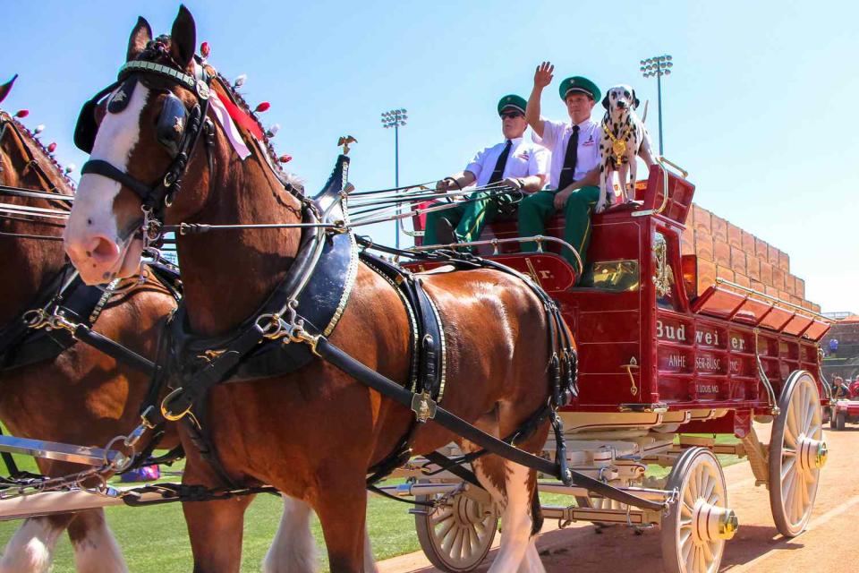 <p>Wilfred Perez Jr./Icon SMI/Corbis/Icon Sportswire via Getty</p> Budweiser clydesdale horses trot along the warning track prior to the Spring Training game between the Texas Rangers and Los Angeles Dodgers at Camelback Ranch in Glendale, Ariz.