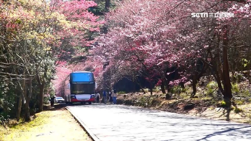 武陵農場櫻花盛開，遊客彷彿置身櫻花隧道。