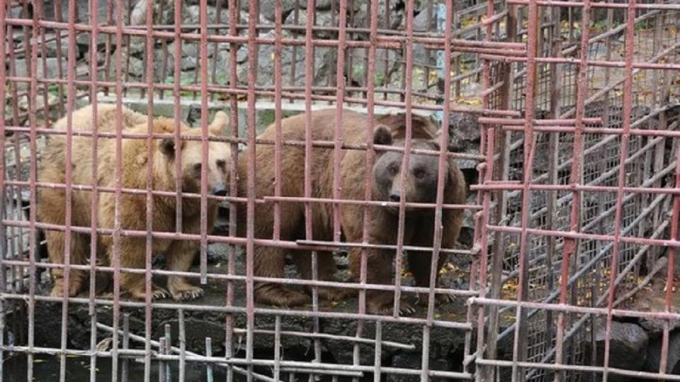 亞美尼亞一對棕熊夫妻，被人類囚禁了10年。(圖／翻攝自International Animal Rescue臉書粉絲團)