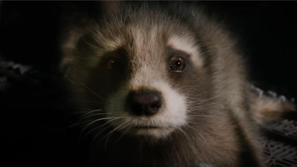 Baby Rocket in Guardians of the Galaxy 3