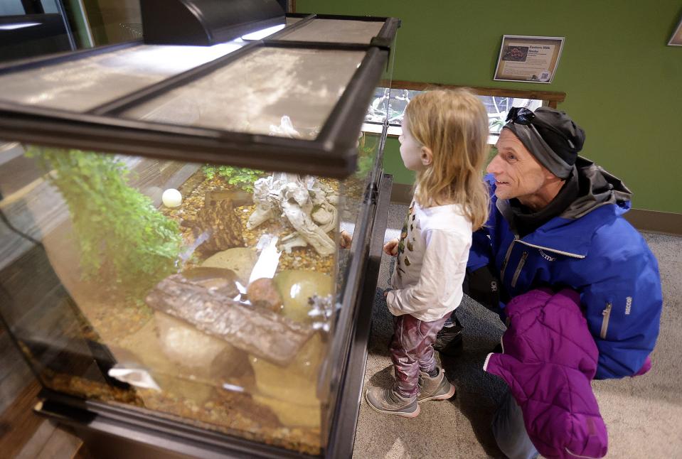 Tom Long and his daughter Sylvia Long, 6, of Perry Township look for a fire-bellied newt in its enclosure at the Stark Parks Wildlife Conservation Center in Perry Township during a March Madness Mammal event.