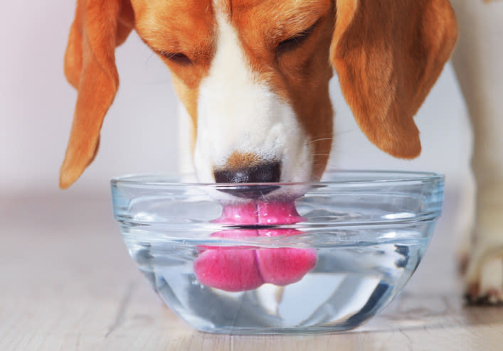 Dogs don't have cheeks, so they can't create suction to drink like we can. Dogs move their tongues very quickly backward to build up momentum which forces water into a column and up into their mouths.