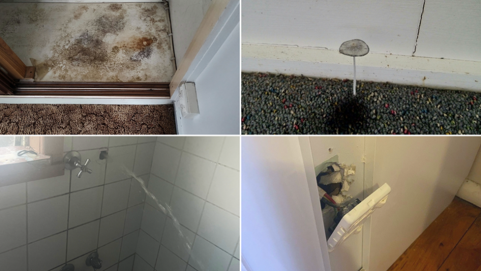 A composite image of a mouldy cupboard, a mushroom growing in carpet, water spurting out of a wall in a bathroom, and a power socket hanging out of a wall